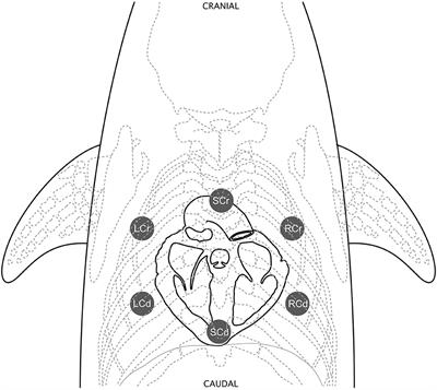 Standardization of Dolphin Cardiac Auscultation and Characterization of Heart Murmurs in Managed and Free-Ranging Bottlenose Dolphins (Tursiops truncatus)